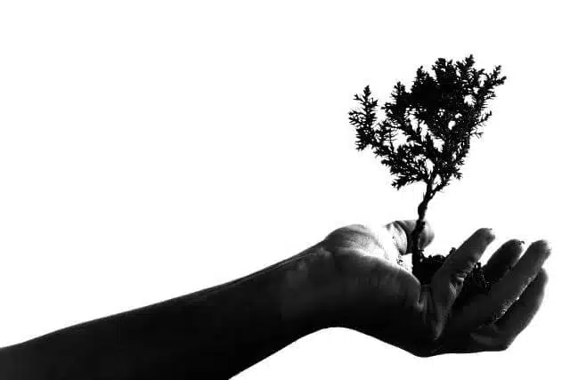 Arbol Optimizado